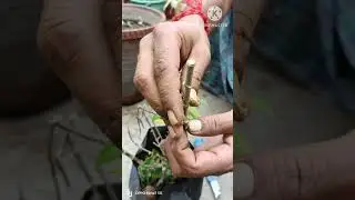 Expert Tips for Allamanda Tree Grafting | Allamanda Tree Grafting : Step-by-Step Guide #shorts