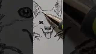 Welsh Corgi #asmr #drawing #art