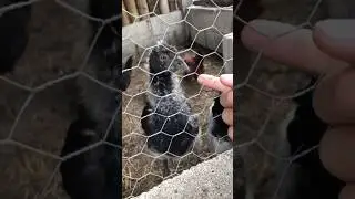 Anhima cornuta/ Cancl&oacute;n  🪽