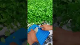 Harvesting The Best Cilantro!!!