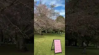 Cherry Blossom Cornwall New Zealand