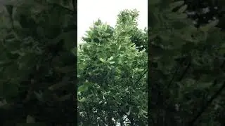 Large-leaved lime - branches, leaves & young flowers / bracts - June 2021