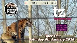 Tiger Talk at Twycross Zoo January 2024 #itsastakesything