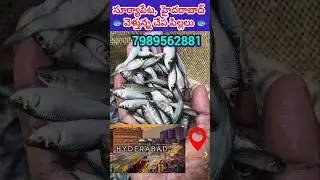 Hyderabad fish seed delivery //7989562881// #fishing #catlafish #grasscarp#rohu