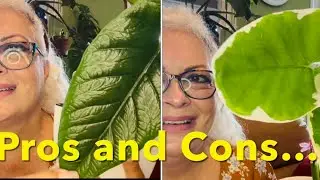 10+ ALOCASIA COLLECTION plus pros and cons. 🪴🙋🏼‍♀️ Care tips that should help with yours. S1-E22