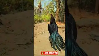 Parrot Beak Aseel Murga 🦜 High Quality Tail | Pure Fighter Bloodline Show.#shorts #murga #aseel .