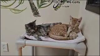 Shelter Kitten Giselle & Brother Act Too Dangerously Cute! [REAL]