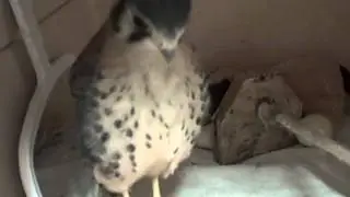 Hand-feeding a Kestrel