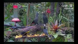 Amazing Tropical Birds At Panama Fruit Feeder
