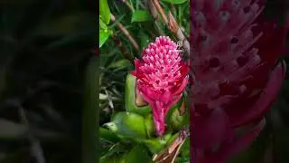 Jardin Tropical Fleur exotique #Garden#Tropical#flower#fruit#felin#beautyful#974#nature