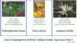 List of Angiosperms of Order Liliales Family Agavaceae Part 1 hosta chlorophytum furcraea yucca