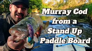Murray Cod Fishing from a Stand Up Paddle Board