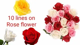 10 Lines On Rose For Flower day | Essay On Rose | Speech On Rose #RoseEssay #FlowerDay