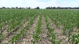 Conservation Farming at Ivodale Farm