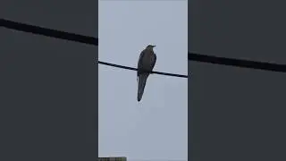 #birdwatching #birdlovers #birding #animals #naturelovers #birdstagram #ig #parrots #photooftheday