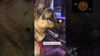 Real Sound Geman Shepherd Angry #new #short
