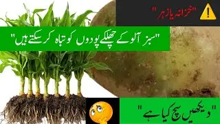 Potato Peels Fertilizer | Hidden Poison or Natural Gold for Plants | Kitchen Garden Series| 