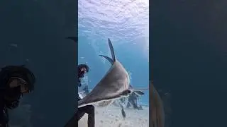 Great Hammerhead Shark in for the close up!  #hammerhead #sharks
