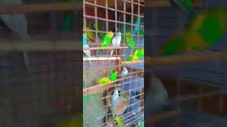 #reels #bajiri perrot sell.. deoband. saharanpur