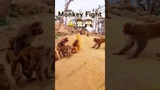 Monkeys fighting each other #shorts #short #shortvideo #trending #funny #animals #viralvideo #monkey