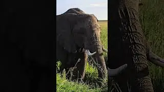 Kenya Wildlife Safari 4K: Witness Africa's Majestic Animals in Stunning Detail