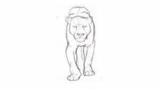 Lion Test