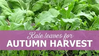 Kale leaves for autumn harvest