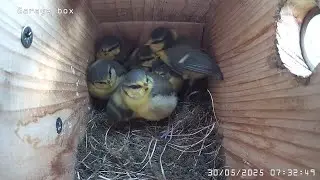 From Full Nest to Fully Fledged. Blue Tit Growth Timelapse