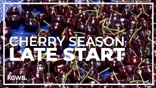 Cherry season starting later this year, but Northwest farmers are optimistic