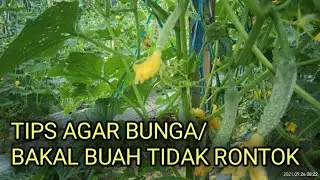 tips agar bunga atau bakal buah timun tidak rontok/menguning. #timunbatara. #panahmerah