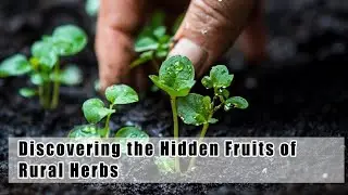 Discovering the Hidden Fruits of Rural Herbs