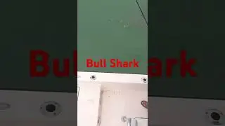 ￼#Fishing #Shark #Everglades #KeyLargo ￼#TaxMan #BullShark ￼