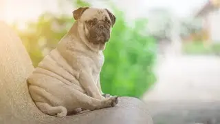 How to Dress Up Your Pug in Style An Essential Guide to Pug Fashion Accessories