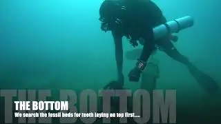 Diving for Megalodon Teeth with The Fossil Exchange team