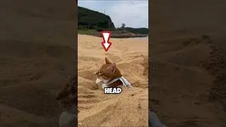 ORANGE CAT&rsquo;S BEACH ANTICS