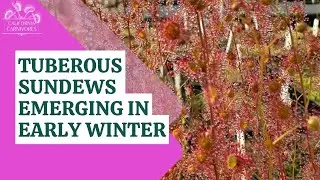 Tuberous Sundews Update