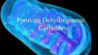 Pyruvate Dehydrogenase Complex