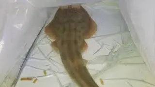 Rhinobatos Productus Fish