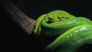 Did a snake actually talk in the Bible?
