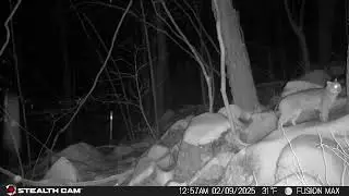Elusive Bobcat Captured on Trail Cam | New Jersey Wildlife