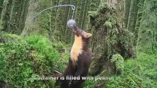 Pine martens in the Scottish Highlands