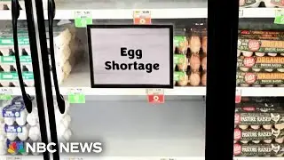 Egg robbery caught on camera