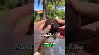 🐶🥑 Can Dogs Eat Avocados? ❌🐾