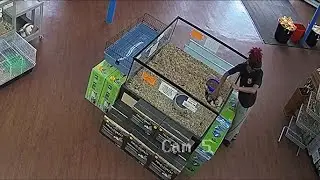 Woman accused of stealing two ferrets from Pennsylvania pet store