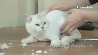crazy cat facts