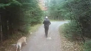 Brewtus the dog and I go on a HIKING ADVENTURE! (Video Game Style)