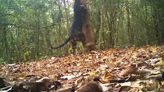 Today sathyamangalam  forest 🐯🐯🐯