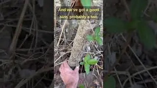 Tree Roots Will Cause Trouble