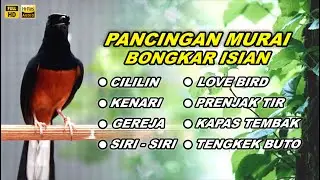 Pancingan Murai Batu Bongkar Isian Cocok buat Murai macet bunyi Agar cepat Gacor