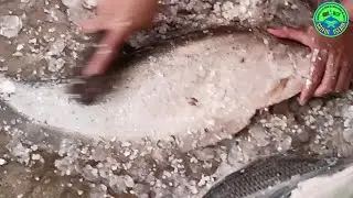 Traditional Style চিতল মাছ কাটা | Village Style Chitol Fish Cutting